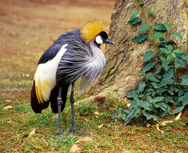 Crown Crane Balearica Regulorum Ave Nacional Uganda África — Fotografia de Stock