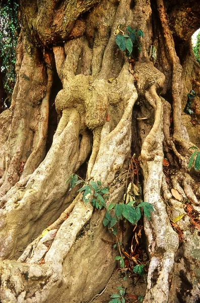 古い木の背景 — ストック写真