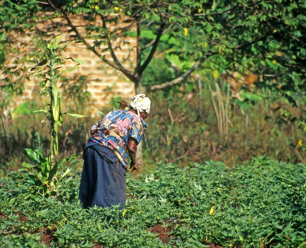 Unidentified Farmer Working Fields Buikwe Region Uganda People Rural Areas — Stock Photo, Image