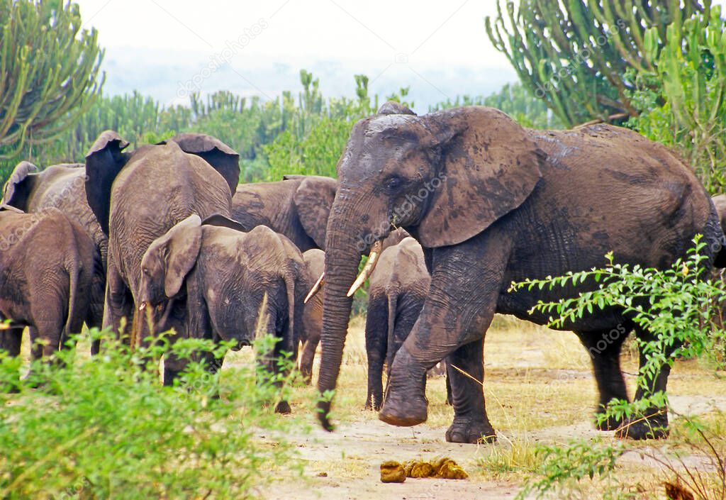 Elephant in the Queen Elizabeth National Park in Uganda (Africa)