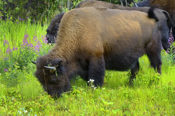 Wood Bison Bison Bison Athabascae Estrada Alasca Mundialmente Famosa Rodovia — Fotografia de Stock