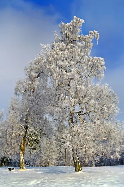 Fairytale idyll with frozen tree on winter field