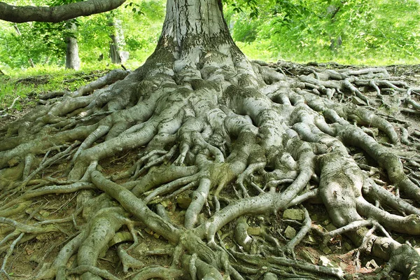 古い木の根 ヨーロッパのブナ ファグスシルヴァティカ 公園城 Hukvaldy Czech Republic — ストック写真