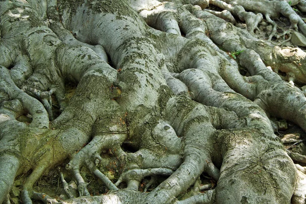 古い木の根 ヨーロッパのブナ ファグスシルヴァティカ 公園城 Hukvaldy Czech Republic — ストック写真