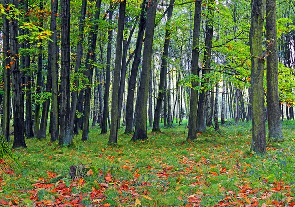 Otoño Bosque — Foto de Stock