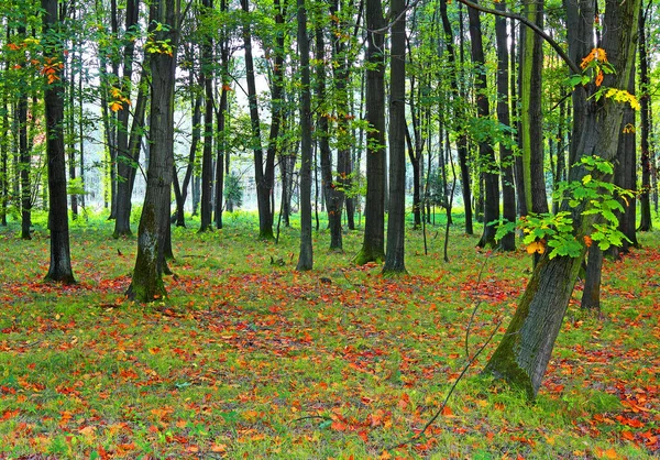 Herbst Wald — Stockfoto