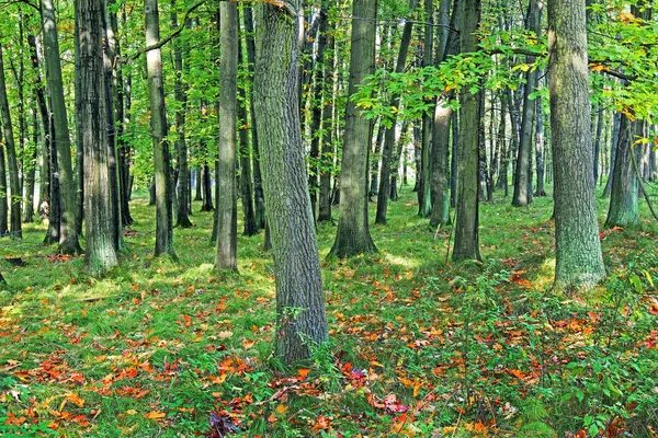 Otoño Bosque — Foto de Stock