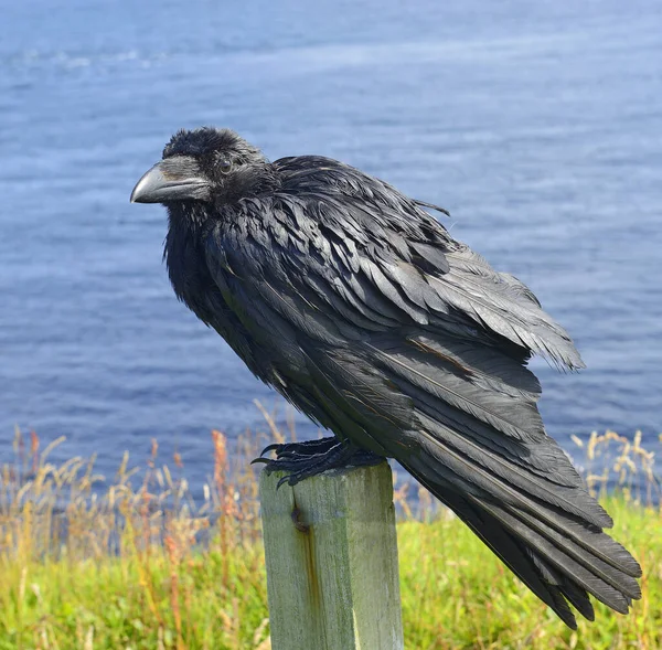 Raven Northern Coast Scotland — Stock Photo, Image