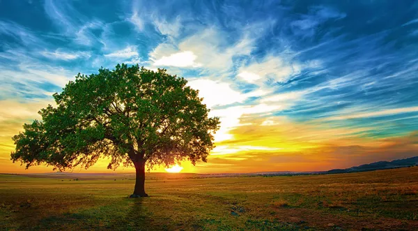 Beautiful tree Stock Photos, Royalty Free Beautiful tree Images |  Depositphotos