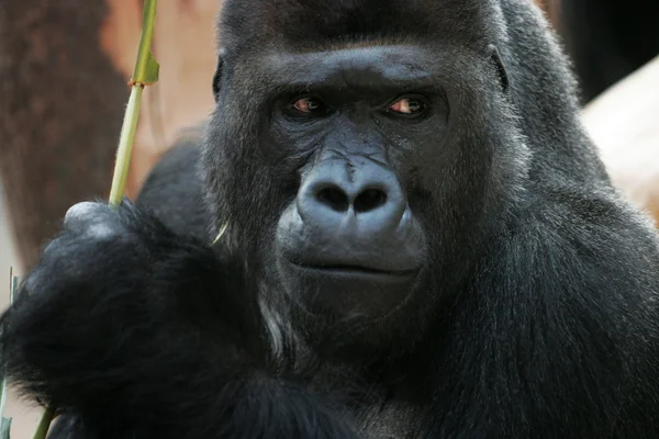 Gorila macho Richard — Fotografia de Stock