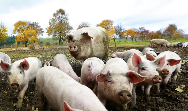 Schweinefamilie — Stockfoto