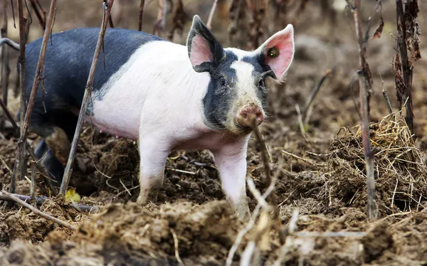 Ferkel — Stockfoto