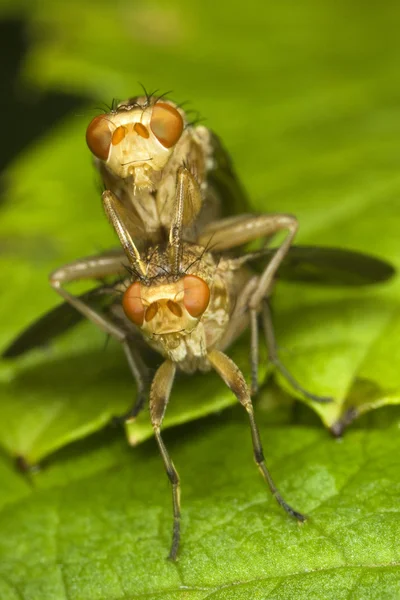 Fly sapromyza pár — Stock fotografie