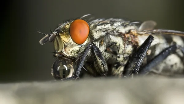 Blowfly on pink flower — Stock Photo, Image