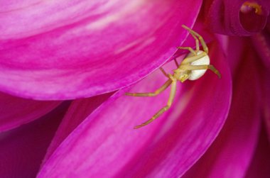 Yengeç örümcek misumena vatia