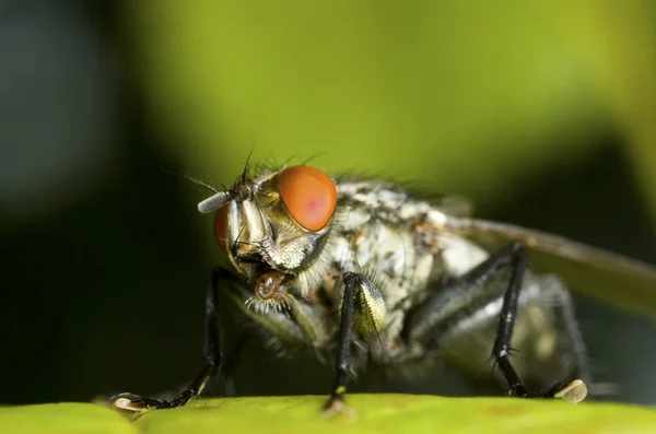 Blowfly close up — Stock Photo, Image