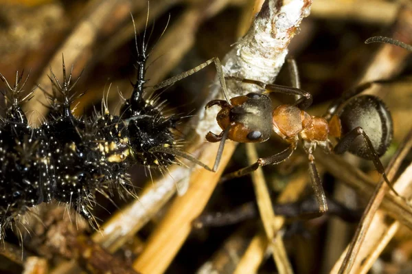 Ant and caterpillar — Stock Photo, Image