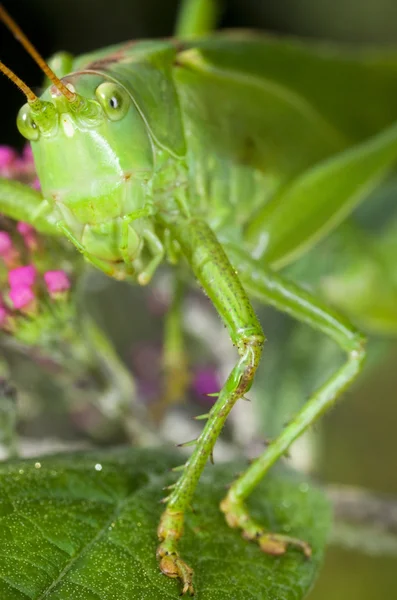 Grasshopper de perto — Fotografia de Stock