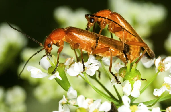 Kırmızı asker böceği rhagonycha fulva — Stok fotoğraf