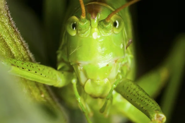 Sprinkhaan close-up — Stockfoto