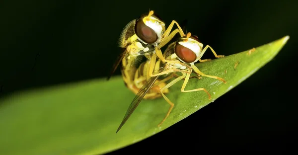 Syrphus ribesii casal hoverfly — Fotografia de Stock