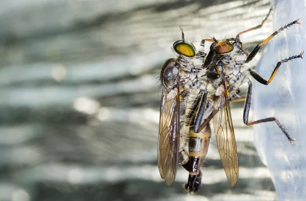 Fly Rhagio scolopaceus couple — Stock Photo, Image