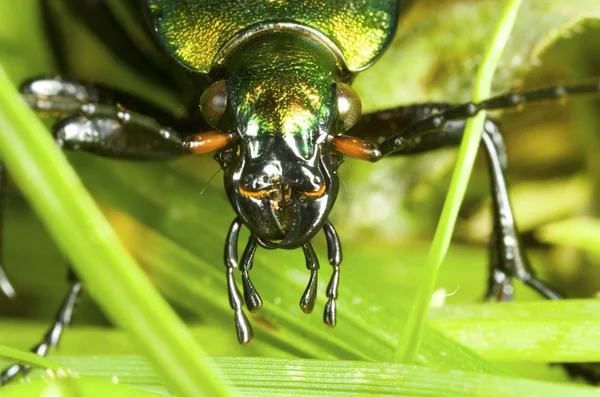 Carabus auronitens böceği yakın çekim — Stok fotoğraf