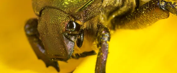 Besouro cetonia aurata — Fotografia de Stock