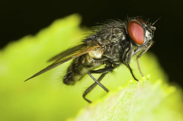 Schmeißfliege sacrophaga carnaria — Stockfoto