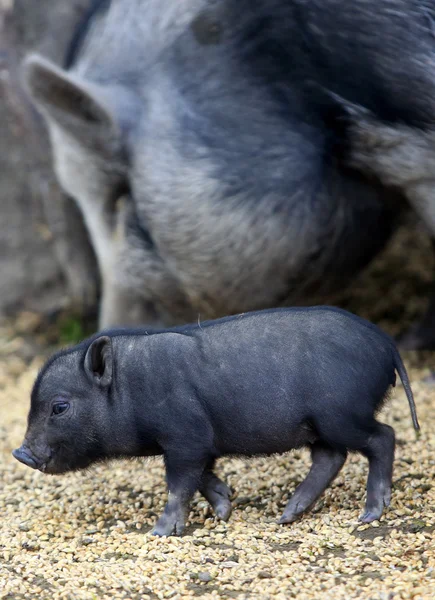 Vietnamesisches Schwein — Stockfoto