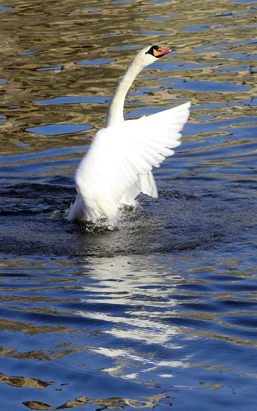 White swan Royalty Free Stock Images