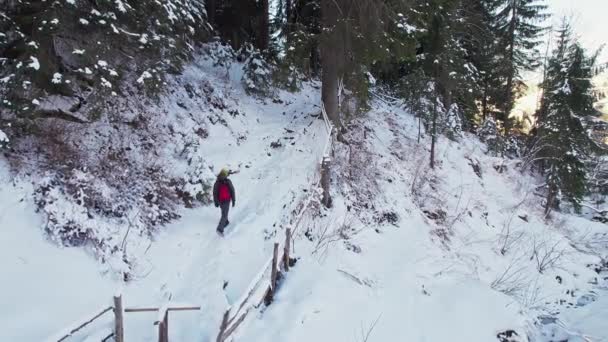 A tourist climbs a forest path in winter. Travel and walks. — Vídeo de Stock