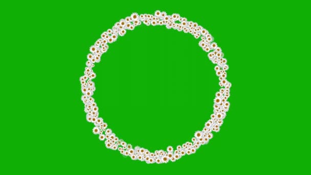 Witte Madeliefje Bloemen Cirkel Beweging Graphics Met Groen Scherm Achtergrond — Stockvideo