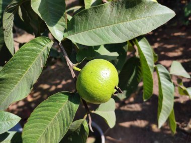 Ağaçtaki taze guava meyvesinin yakın görüntüsü