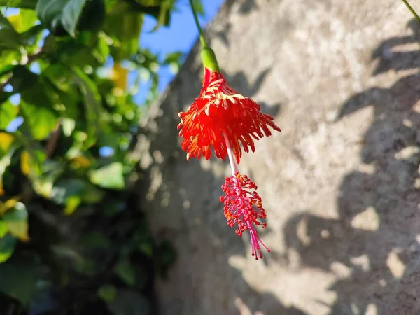 Closeup View Red Color Spider Hibiscus Flower — Stock Photo, Image