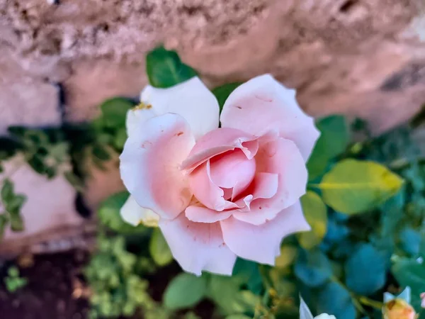 Вид Крупным Планом Красивый Цветок Розы Растении — стоковое фото