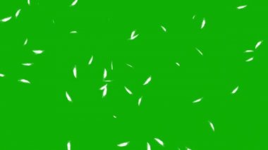 Düşen tüyler yeşil ekran arka planına sahip hareket grafikleri
