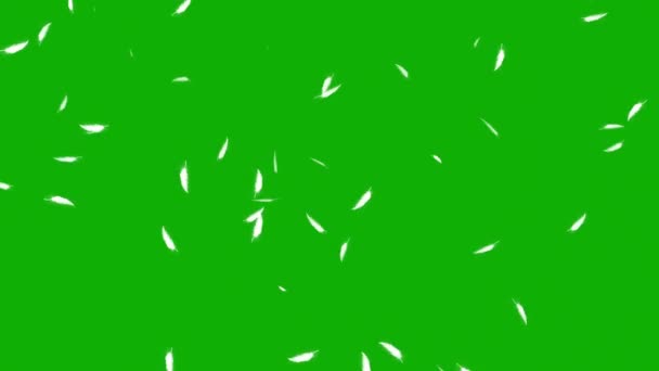 Fallende Federn Bewegungsgrafik Mit Grünem Bildschirmhintergrund — Stockvideo