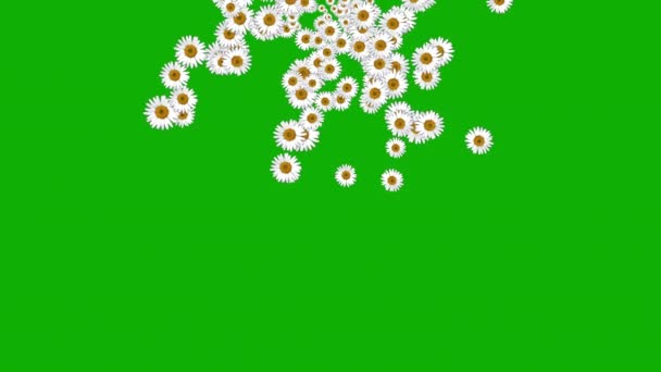 绿色屏幕背景下的白色雏菊运动图形 — 图库视频影像
