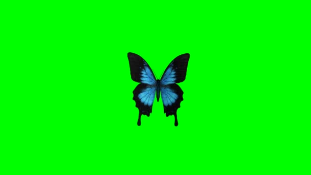 Fluttering Ulysses Butterfly Motion Graphics Green Screen Background — Stock videók