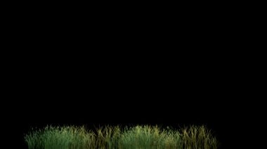 Gece arkaplanlı çimen alanı hareketi grafikleri