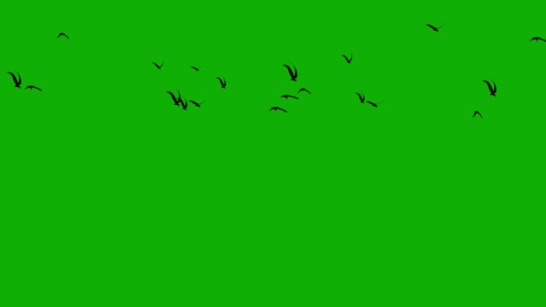 Fliegende Vögel Bewegungsgrafik Mit Grünem Hintergrund — Stockvideo