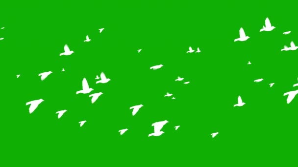 Flygande Fåglar Rörelse Grafik Med Grön Skärm Bakgrund — Stockvideo