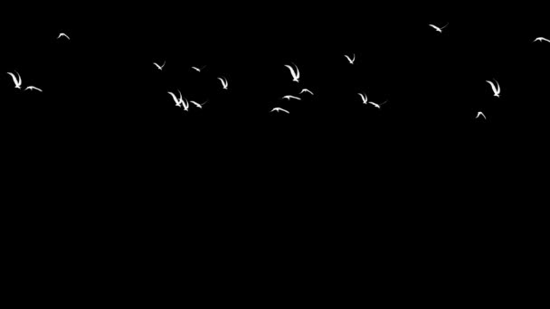 Létající Ptáci Pohyb Grafiky Prostým Černým Pozadím — Stock video