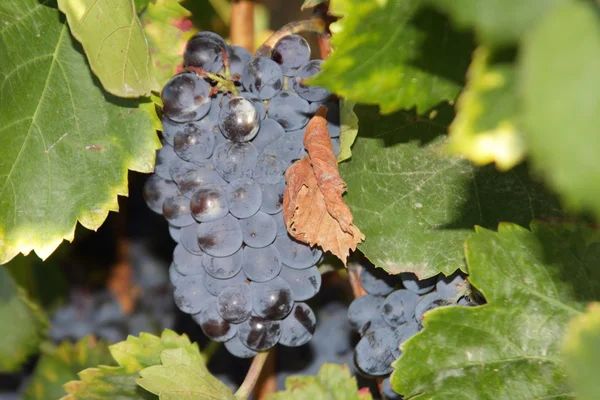 Racimo de uvas