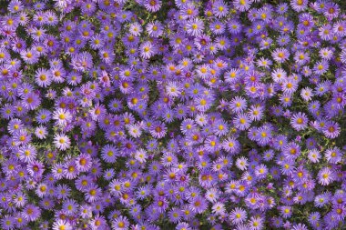 Dikişsiz çiçek deseni