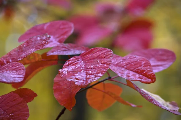 Folhas vermelhas de outono — Fotografia de Stock