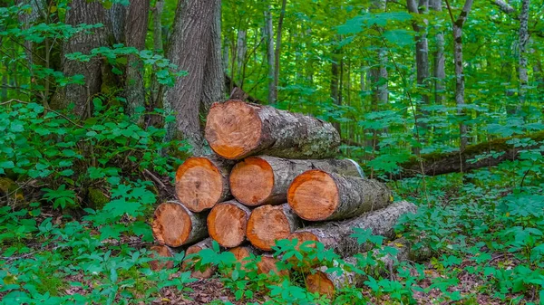 Ξύλινα Κούτσουρα Στο Δάσος Kingisepp Περιφέρεια Λένινγκραντ — Φωτογραφία Αρχείου