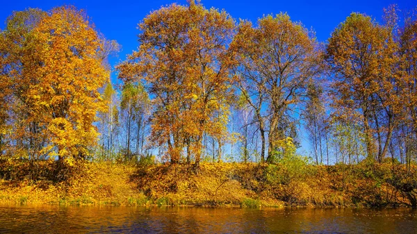 Золотые Деревья Реки Брянск Россия — стоковое фото