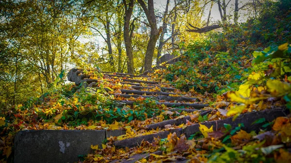 Wald Chotylevo Brjansk Russland — Stockfoto